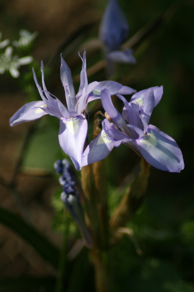 Gynandrisis sisyrincium (Iridaceae) I
